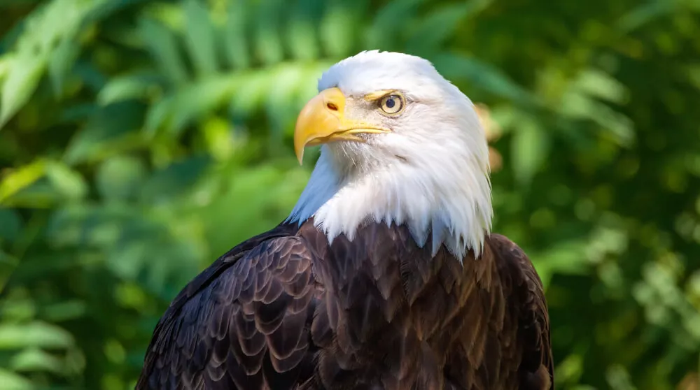 Learn about the Birds of Great Bear Rainforest